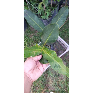 Macopa/Makopa Grafted /Java Apple Live Plant red and Green Var Thailand #4