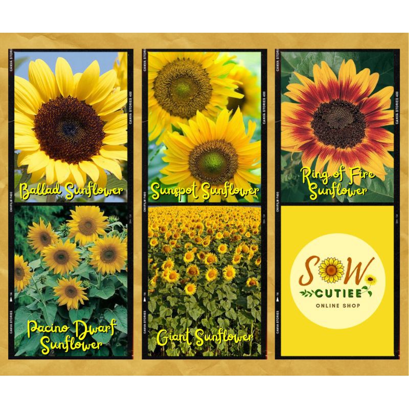 Sunflower Seeds for planting High Germination Rate With printed