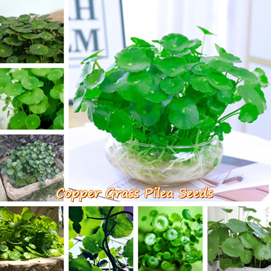 100 Factory Direct Supply Copper Grass Pilea Seeds(50 Seeds)Mayana