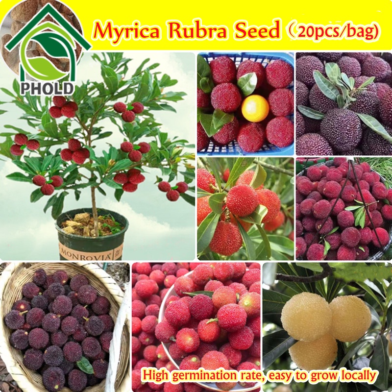 5pcs Myrica Rubra Fruit Seeds Sweet and Delicious Bonsai Seed Rare