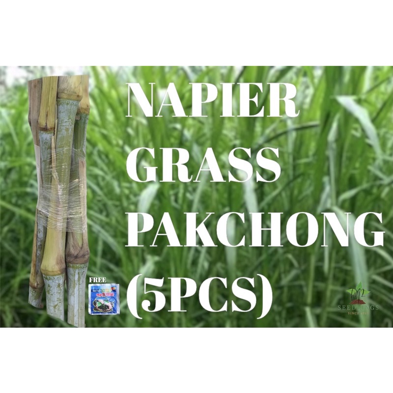 napier-grass-cuttings-pakchong-5pcs-with-free-rooting-hormone-shopee