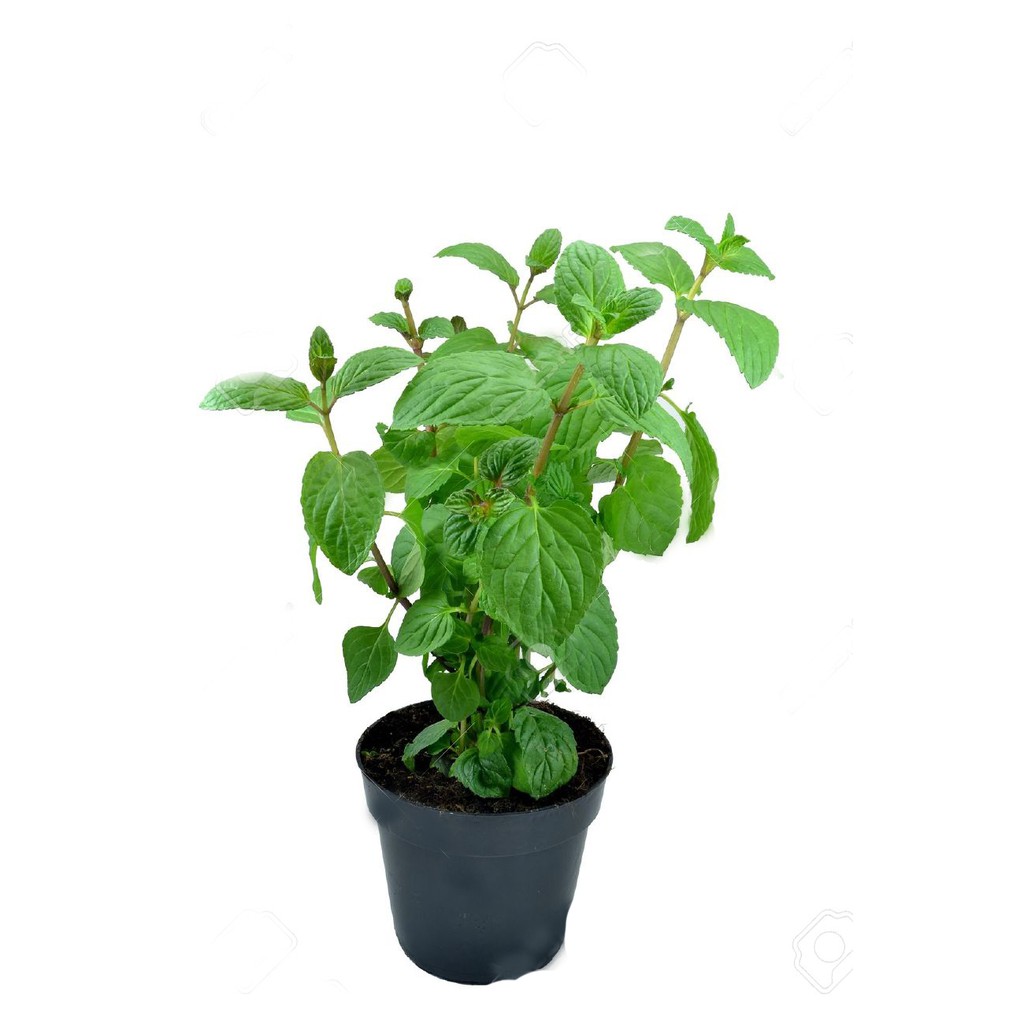 Mint Plant Live Seedling | Shopee Philippines