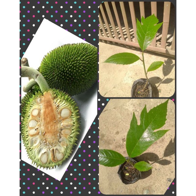 KAMANSI PAKAK (Ilokano) BREADNUT (English) Plant Shopee Philippines