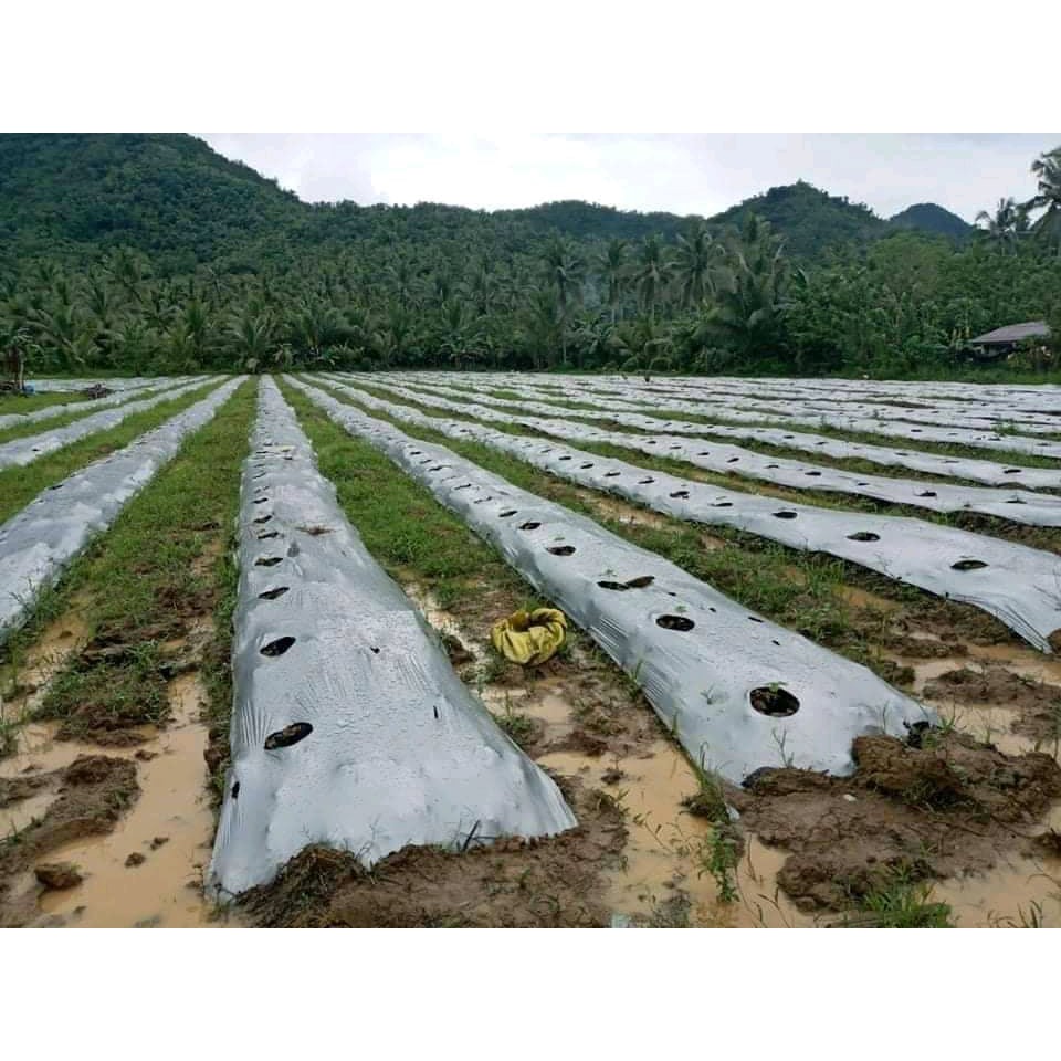plastic mulch 4 feet x 400 meter Shopee Philippines
