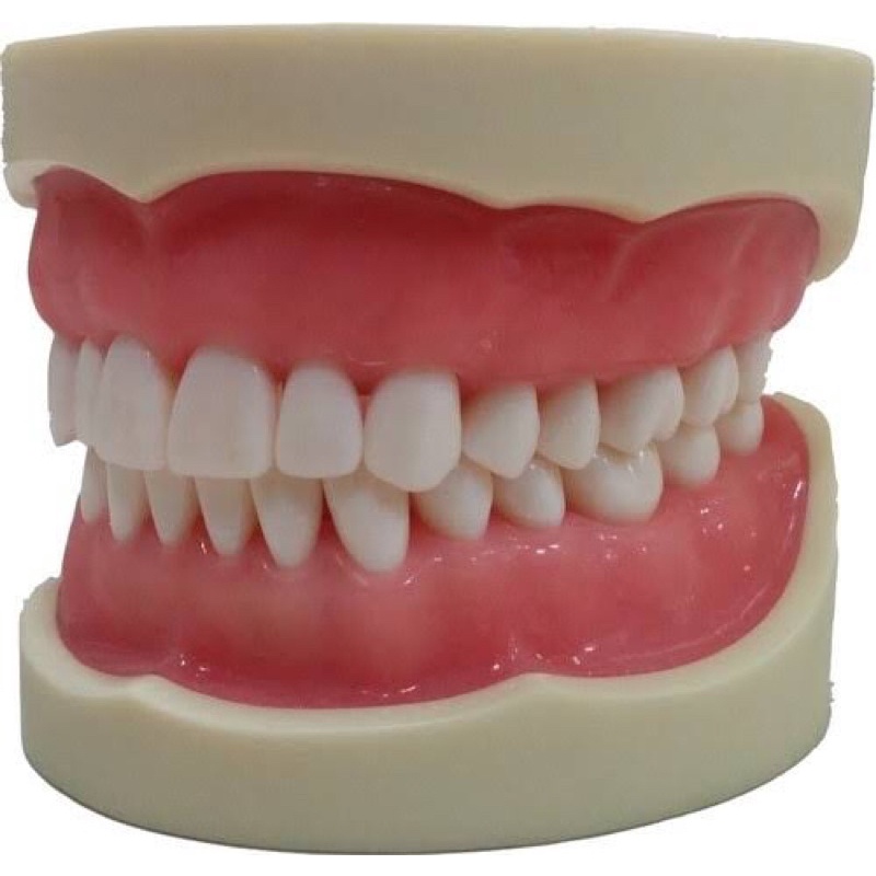 ORAL SURGERY TYPODONT (ARTICULATOR ONLY: NO TEETH) | Shopee Philippines