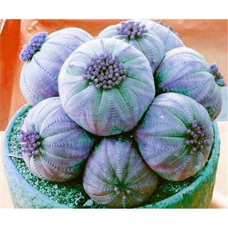 Hot Sell Succulent Plants 100 PcsPack Euphorbia Obesa Seeds, Very Rare Cactus Flower Seeds for Garde #7