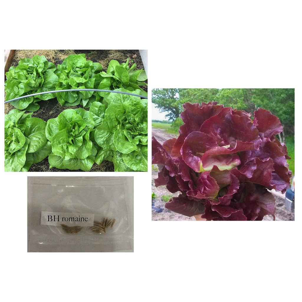 butterhead romaine lettuce red green freckles buttercrunch vegetable