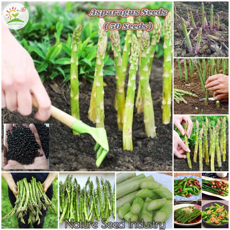 50pcs/Seeds Asparagus Seeds for Planting Vegetables Seeds Real Plants