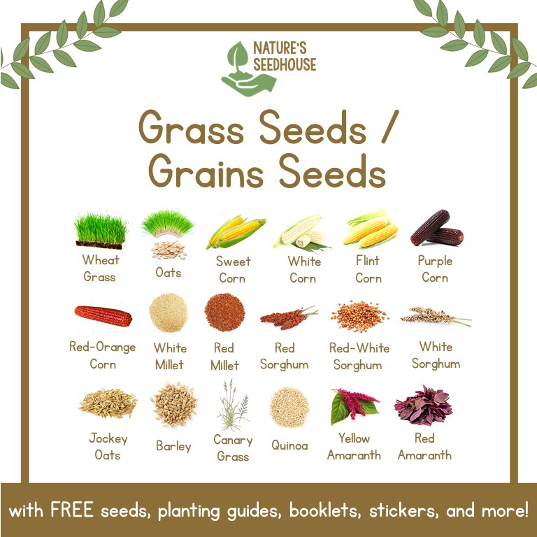 Is Grass Seed Edible | Edible Grass for Humans: Tasty Truths Revealed ...