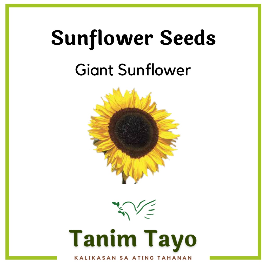 TanimTayo Sunflower Seeds for Planting Giant, Ballad, Dwarf Premium