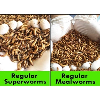 Shopee Checkout Superworm/Mealworms Feeder toys