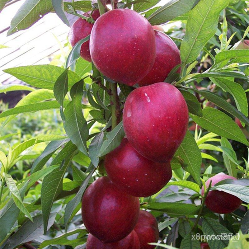 Fruit Tree Seedlings Grafting Peach Seedlings Blood Peach Yellow Peach