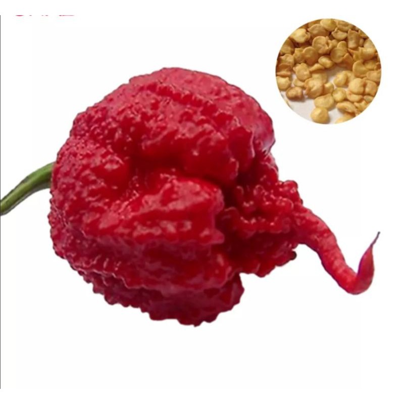 Carolina Reaper Seeds | Shopee Philippines