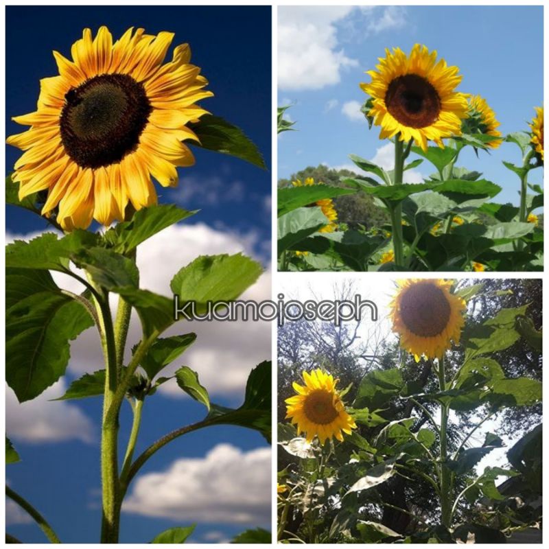 GIANT SUNFLOWER SEEDS/50 SEEDS PER PACK PHP 30 ONLY Shopee Philippines