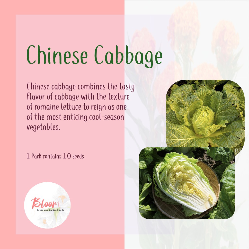 BLOOM CABBAGE SEEDS / CHINESE CABBAGE / PECHAY BAGUIO / BAGUIO PECHAY