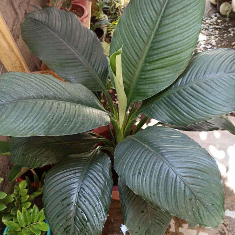 (Giant sensation plant) peace lilies, spathiphyllum. Shopee Philippines