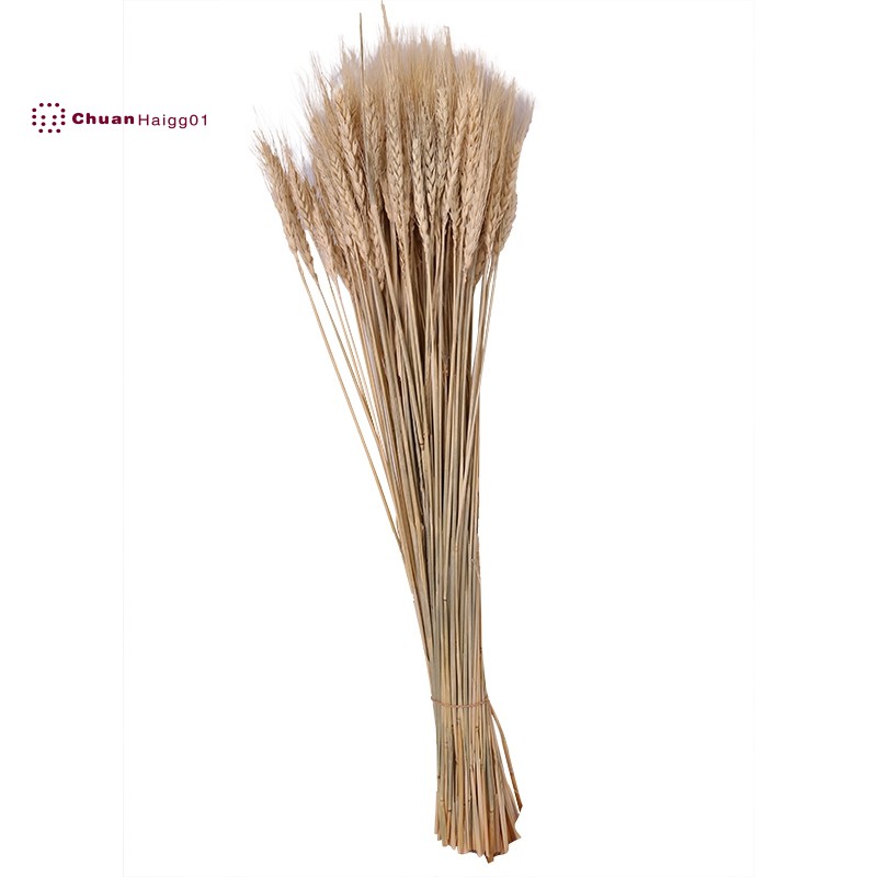 100pcs Lot Real Ear Flower Natural Dried Flowers Wheat Ears