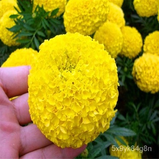 New Store Offers Philippines Ready Stock 100pcs Marigold Seeds Home Garden Flower Seeds Potted Plant #9
