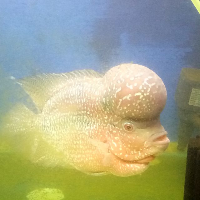 How Much Flowerhorn Fish In Philippines Best Flower Site