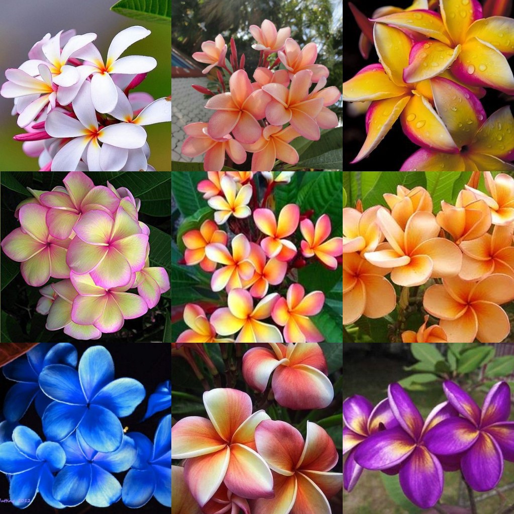 30 seeds/pack plumeria flower seeds Shopee Philippines