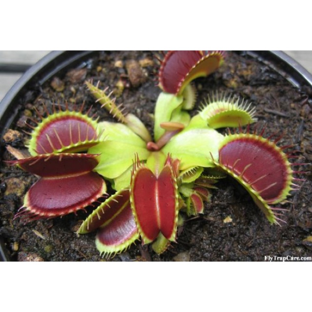 fly traps for sale