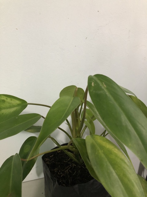 Philodendron Temptation Plant Shopee Philippines