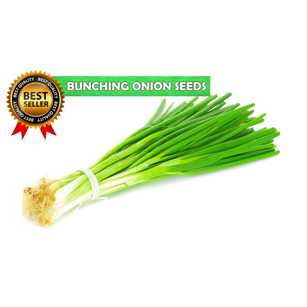 Sulit Pack Dahon Ng Sibuyasbunching Onion 40pcs Seeds Jackou