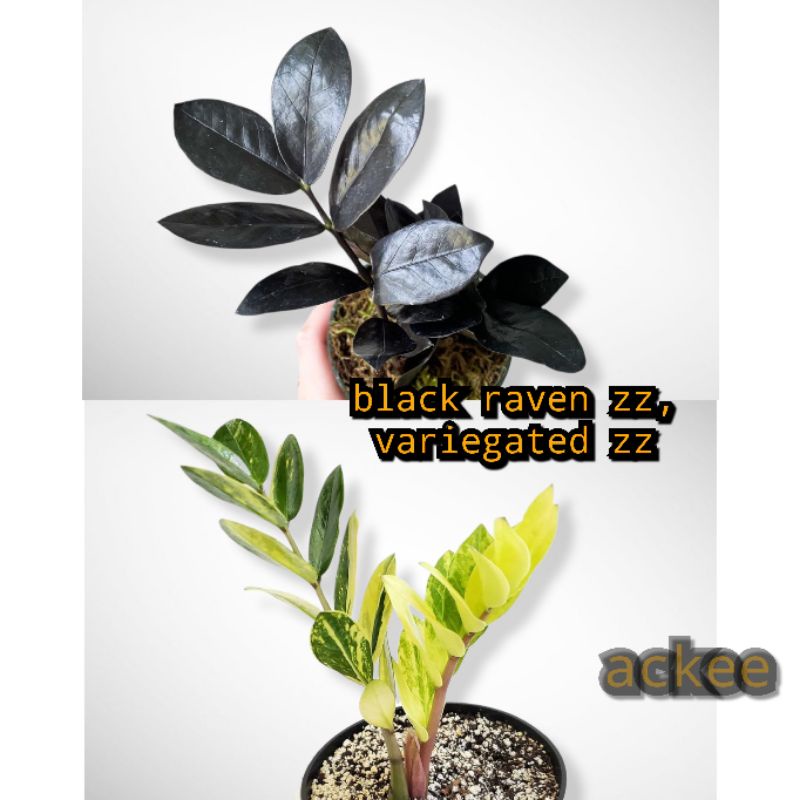 Please Read Description Before Placing Order Black Raven Zz Var Zz Shopee Philippines