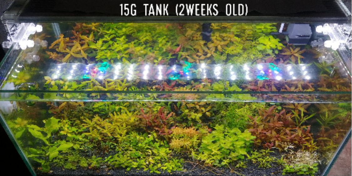 LAGUNA aquatic plants, Online Shop Shopee Philippines