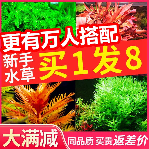 Fish Tank Landscape Aquatic Plants Fresh Water Live Package Moss Ficus