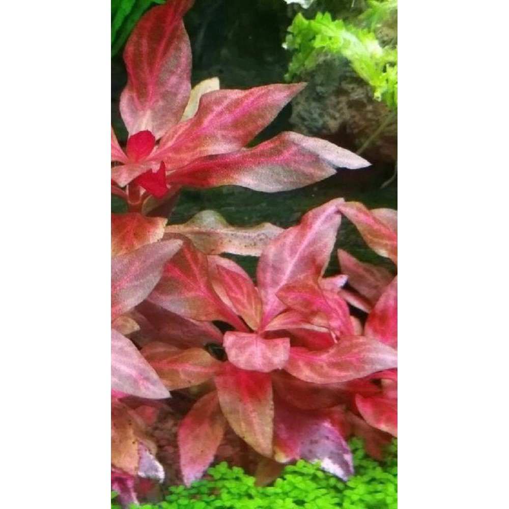 Alternanthera Reineckii Rosanervig A R Broadleaf A R Splendida A R Rosaefolia A R Sessilis Shopee Philippines