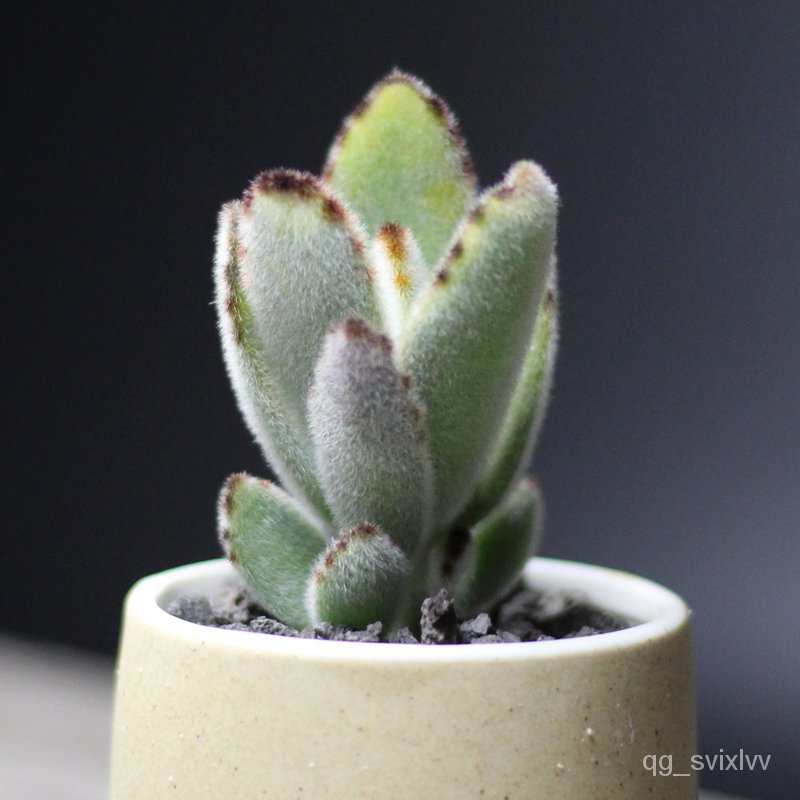 Rabbit Ears Kalanchoe Tomentosa Succulent Plant Office Succulent