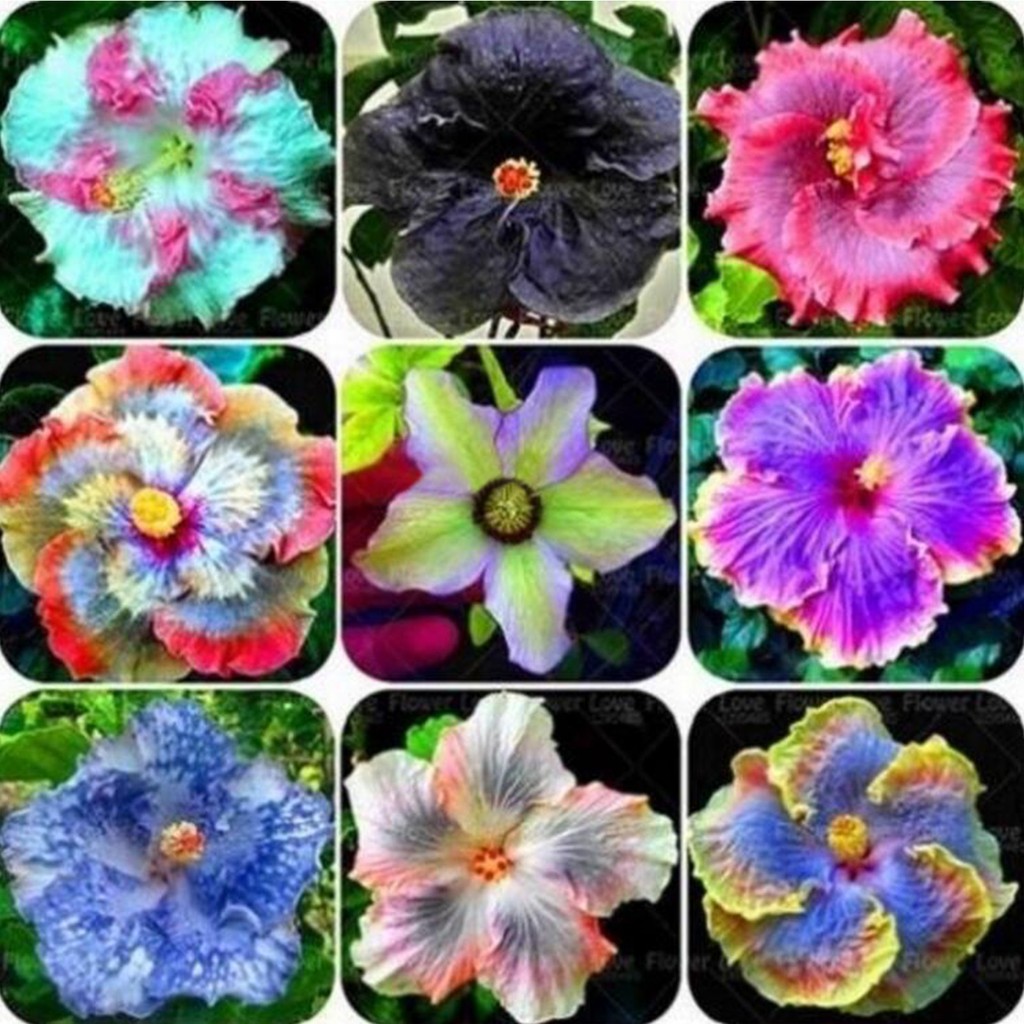 100 PCS Giant Hibiscus Flower Seeds Garden Outdoor Plants Bonsai Mixed