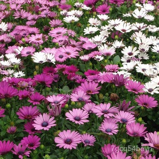flower seeds Philippines Ready Stock 100 PCS South African Marigold Seeds Fruit Seeds Flower Seeds V #5