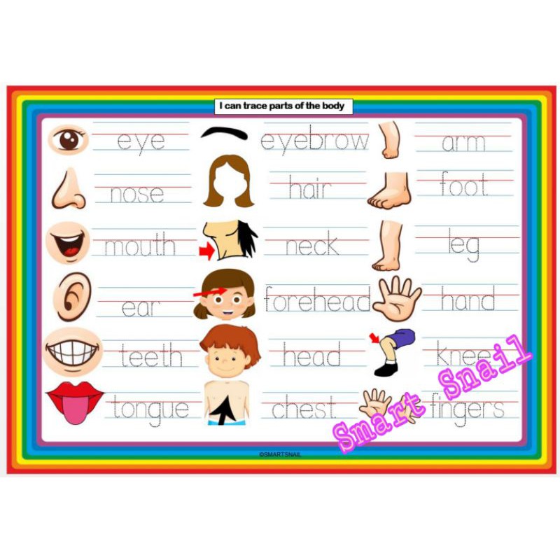 laminated parts of the body tracing sheet with free dry erase marker shopee philippines