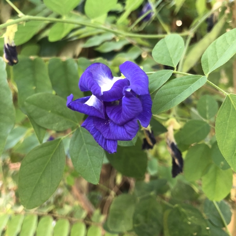50 pcs Butterfly Pea Flower Seeds Blue Ternate Seeds 50 pcd Shopee