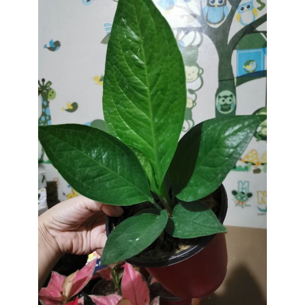 Cardboard Anthurium Jenmanii Golden Cardboard Jungle King live plant ...