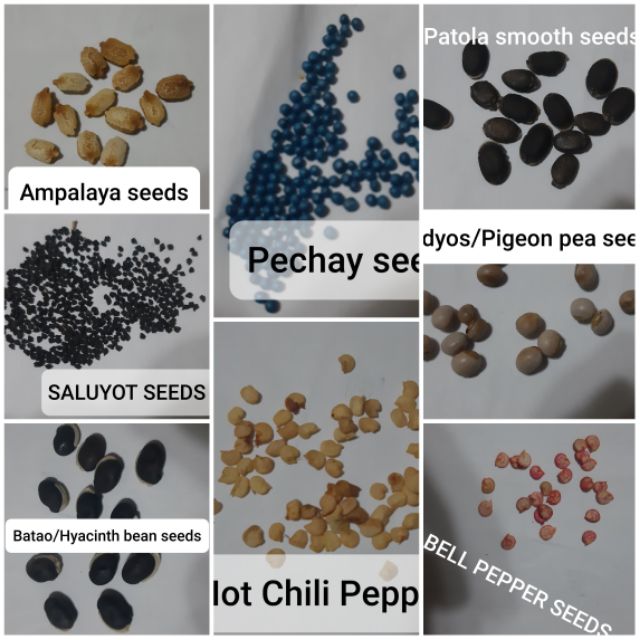 Easytogrow Vegetable Seeds Selection E Shopee Philippines