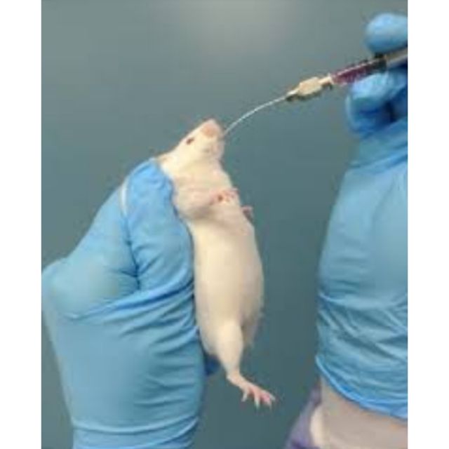 Feeding Needles/Gavage/oral gavage/medical veterinary gavage | Shopee ...