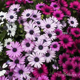 flower seeds Philippines Ready Stock 100 PCS South African Marigold Seeds Fruit Seeds Flower Seeds V #2