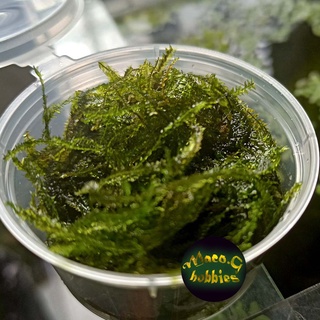 Java moss - Fresh from my shrimp tanks - Live aquatic plants best for shrimps and aquascape #3