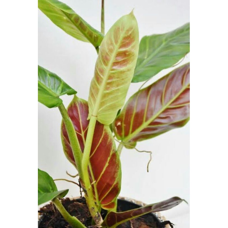 An Essential Guide to Philodendron Subhastatum | Flora | Flora