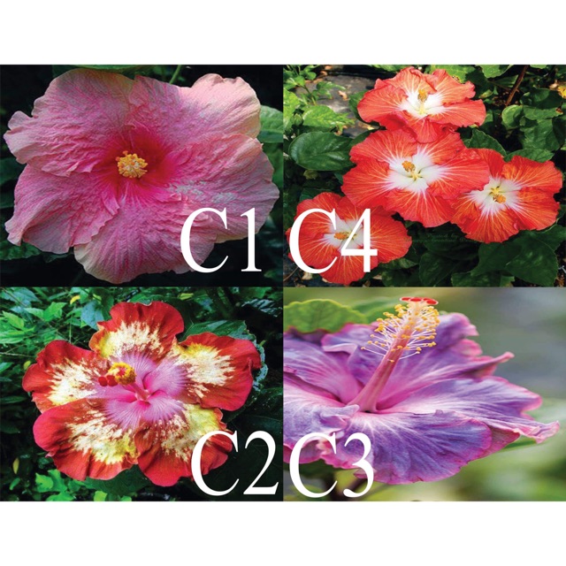 Giant Hibiscus Seeds Special Shopee Philippines