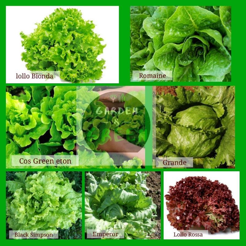 Lettuce Seeds Variety Repacked | Shopee Philippines