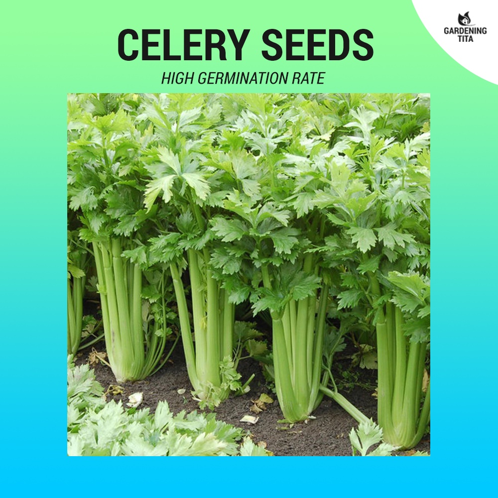 Celery Seeds (High Germination) 900 seeds Shopee Philippines