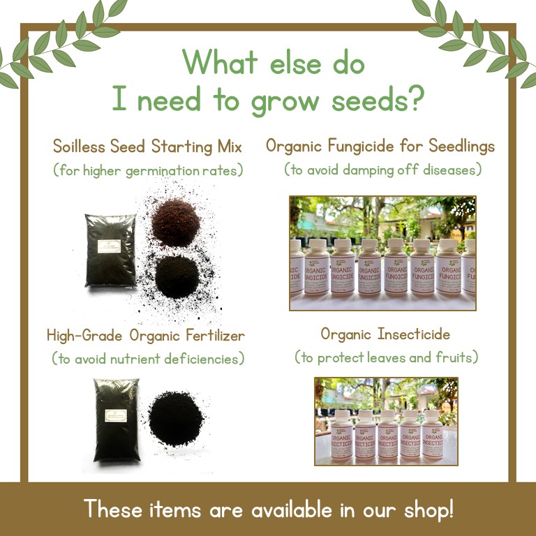 Chinese Kale Seeds Kailaan Seeds Chinese Broccoli Seeds Vegetable Seeds Plant Seeds