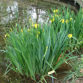 ◙℗◈Aquatic plant yellow calamus evergreen white flower purple iris seedling wetland park hydroponics #5