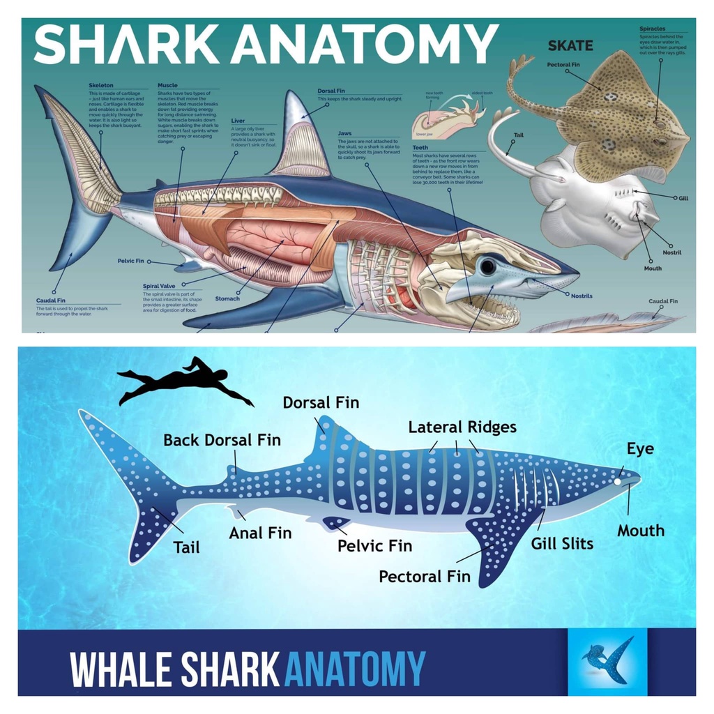 Anatomy of a Shark, Laminated Educational Charts and Diagrams | Shopee ...