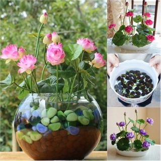5pcs Mini Lotus Seeds Bonsai Indoor Flower Seeds Bowl Lotus Water Lily Seeds Lotus Aquatic Plants W