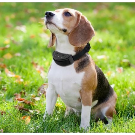 petrainer pet853 bark collar